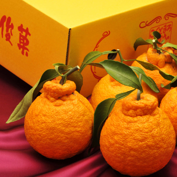 Wakayama "Shunka" Dekopon Citrus 和歌山 "俊果" 不知火柑橘