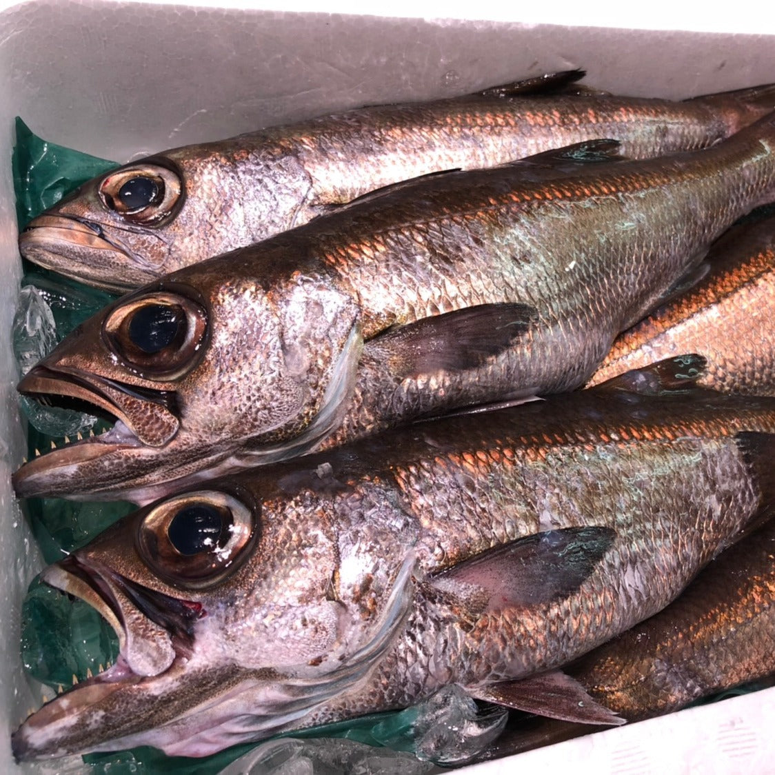 Some of our favorite seasonal fish right now! Kinmedai 金目鯛(Golden Eye  Snapper) Kuromutsu黒むつ(Japanese Bluefish) Nodoguroノドグロ(Rosy…