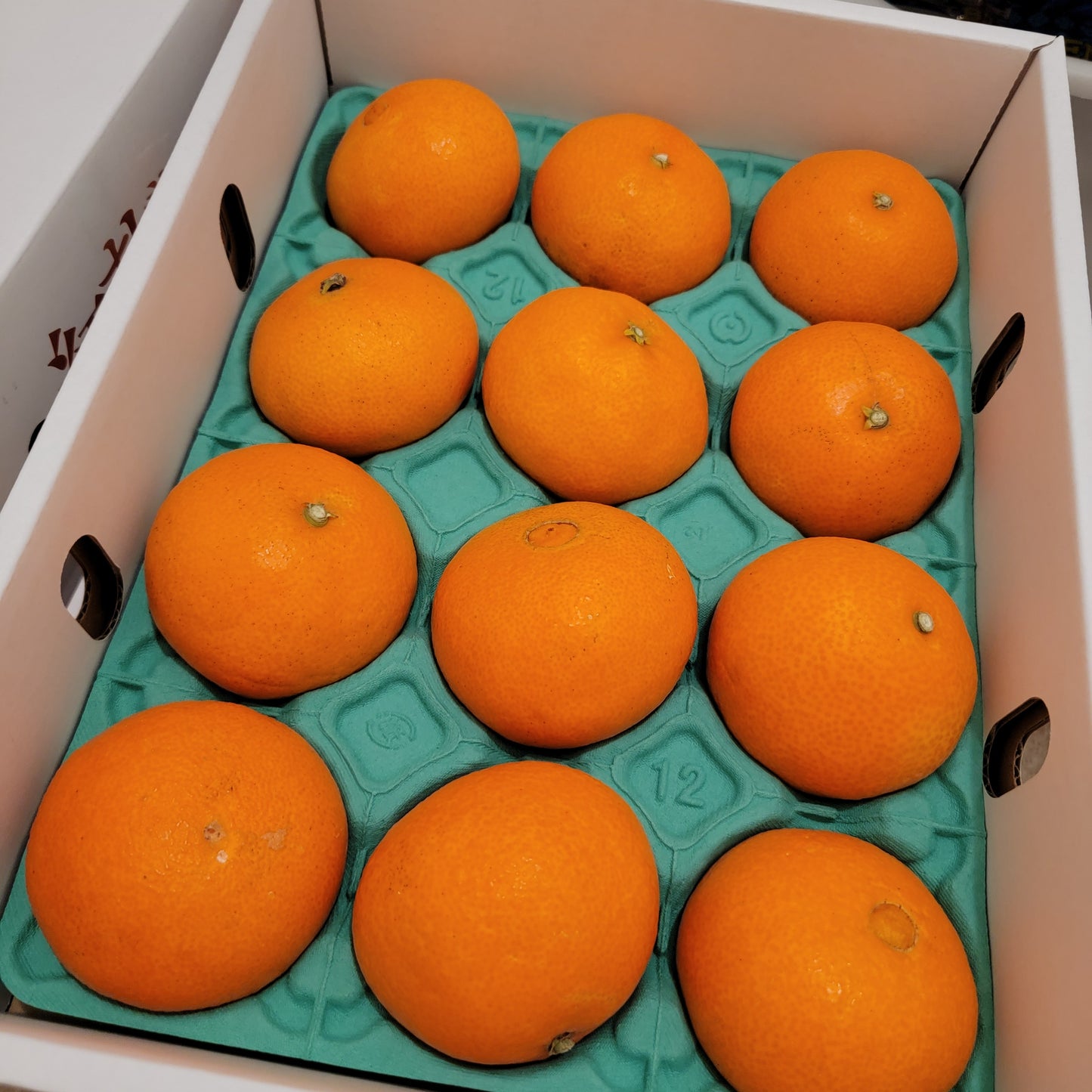Beni (Red) Madonna Mikan 愛媛果紅麥當娜