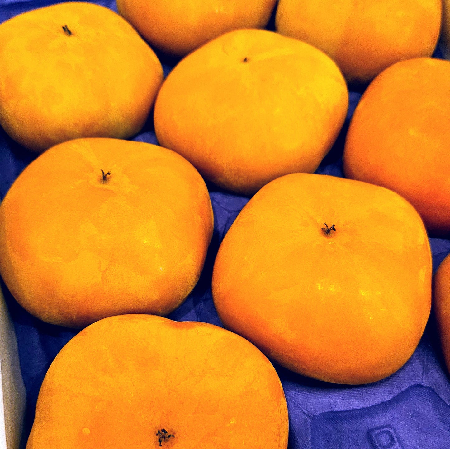 Shizuoka Hamakita Jiro Persimmon 静岡浜北次郎柿