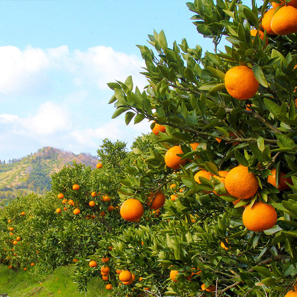 Ehime Kara Mandarin 愛媛 Kara 柑橘