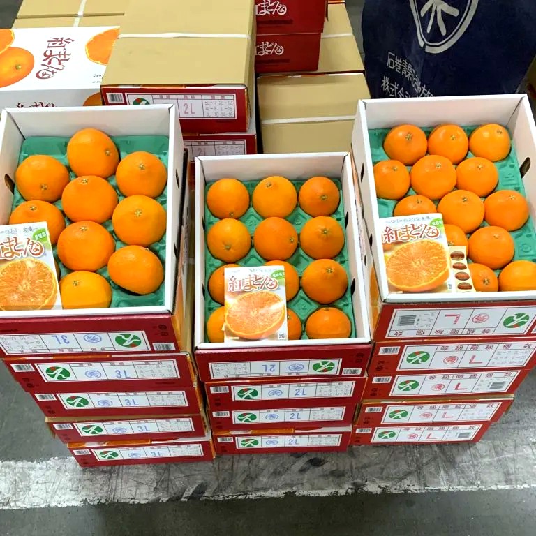 Beni (Red) Madonna Mikan 愛媛果紅麥當娜