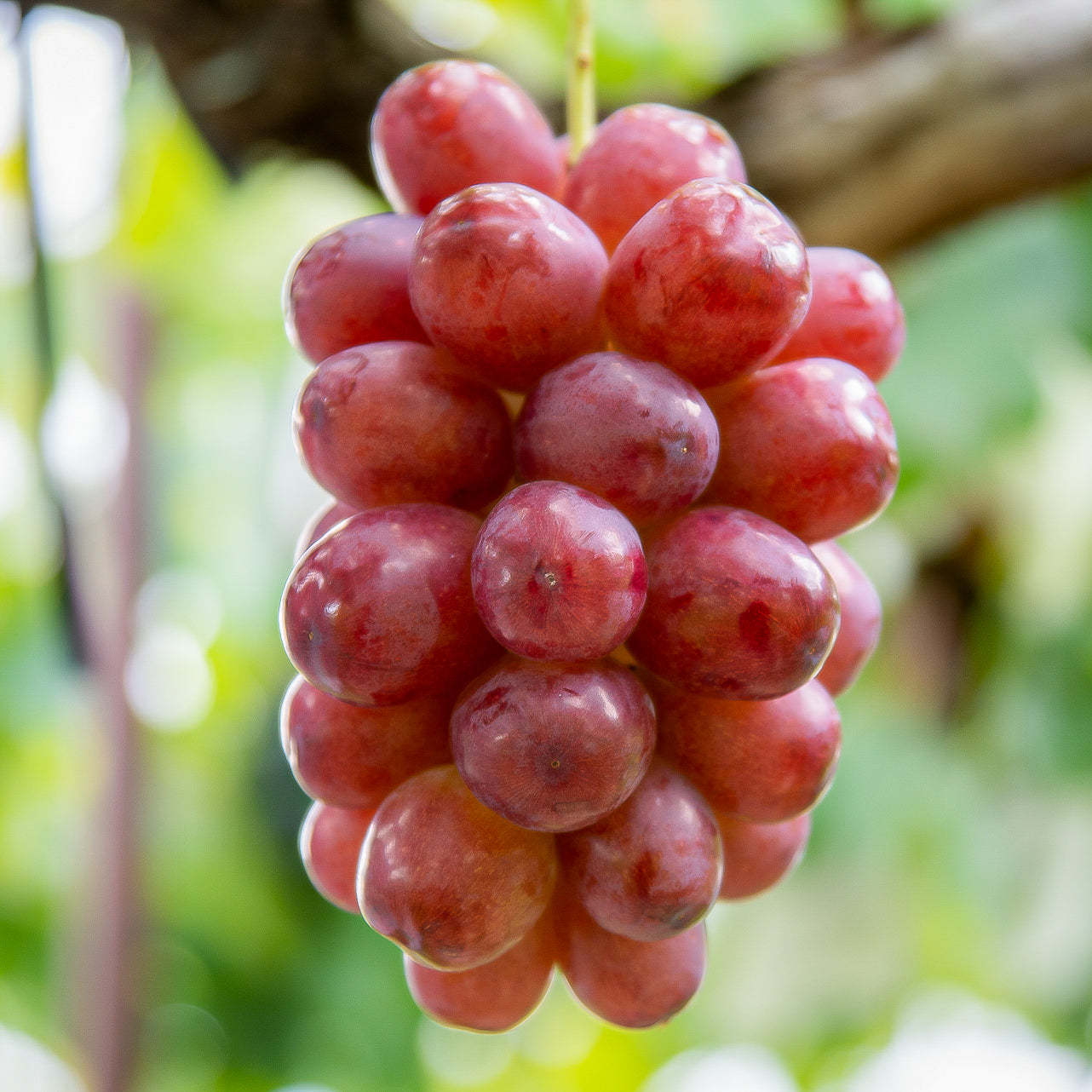 Syukaen Queen Rouge Grapes 秀果園妃紅提