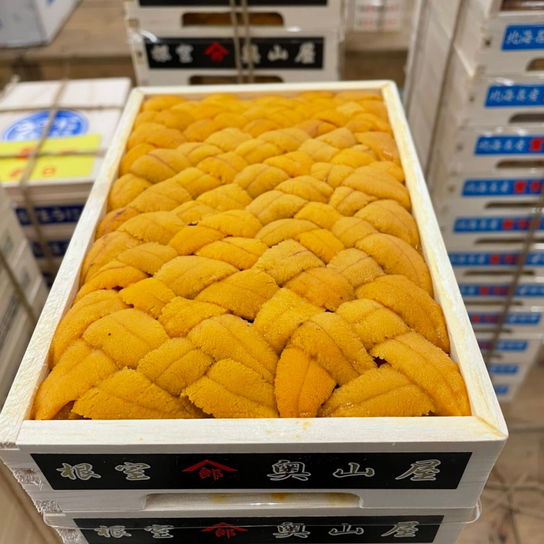 Premium Hokkaido Bafun Uni (male) 特上北海道馬糞海膽