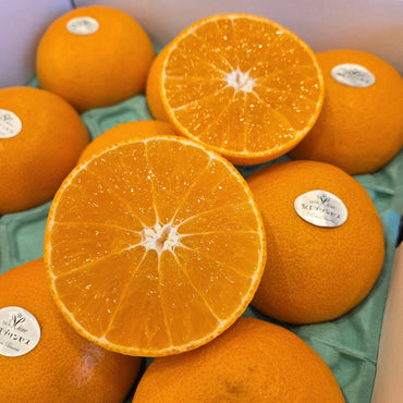 Ehime Beni Princess Mikan 愛媛紅公主蜜柑