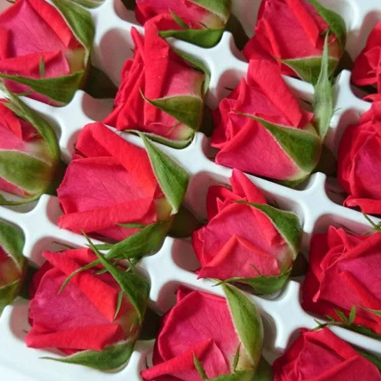 Japanese Bell Rose 迷你食用玫瑰