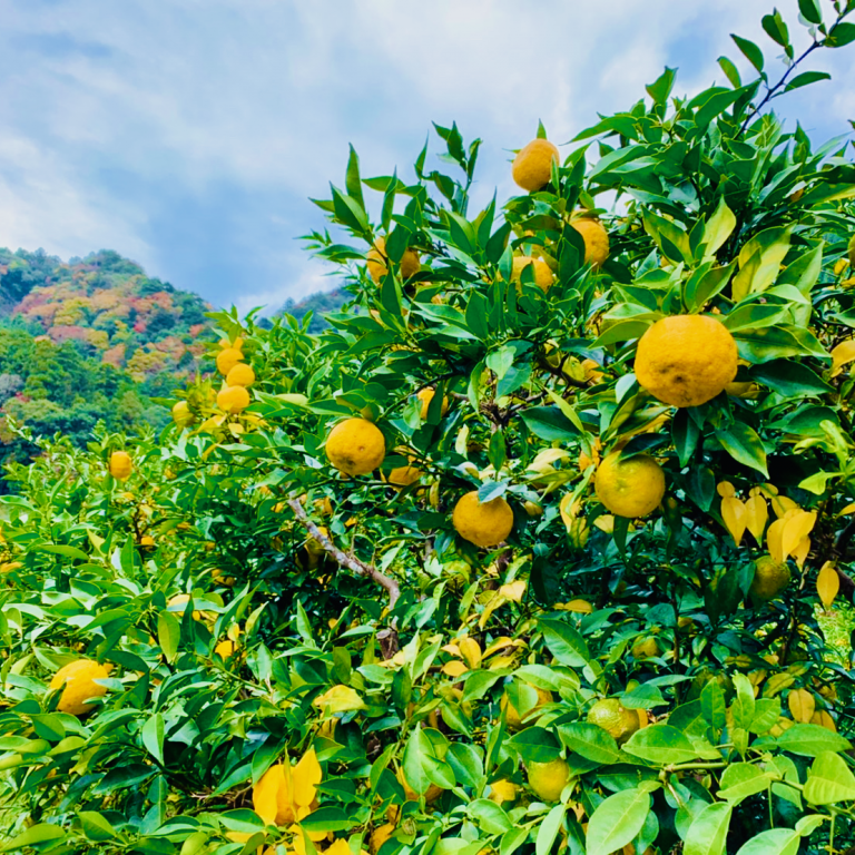 Kito Yuzu Citrus 德島木頭柚子 (Pre-Order Available Dec 9th)