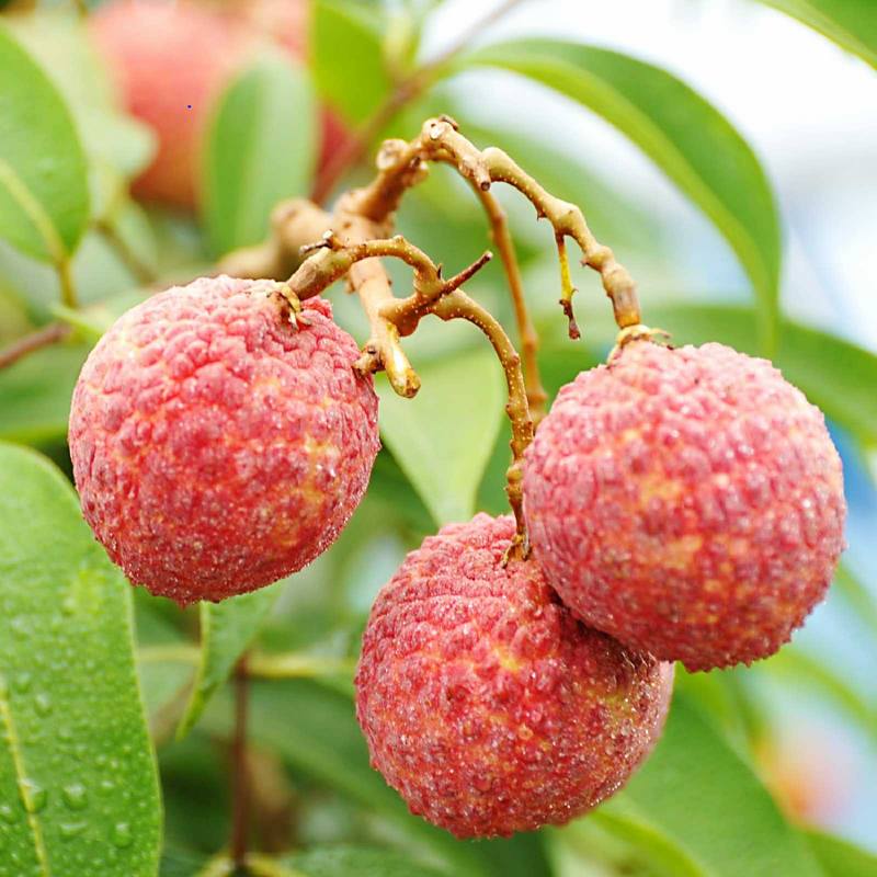 Miyazaki Premium Fresh Lychee 宮崎頂級新鮮荔枝