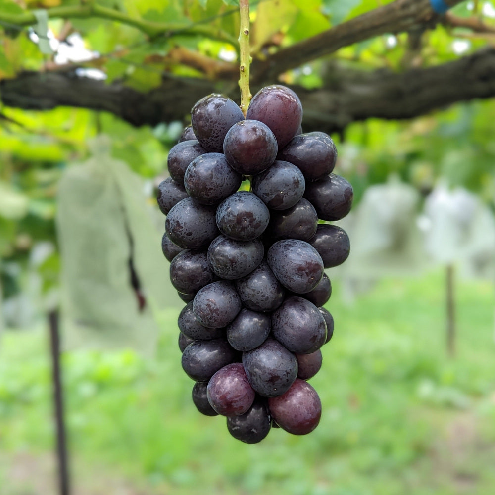Syukaen Nagano Muscat Noir Grapes – Black Shine Muscat