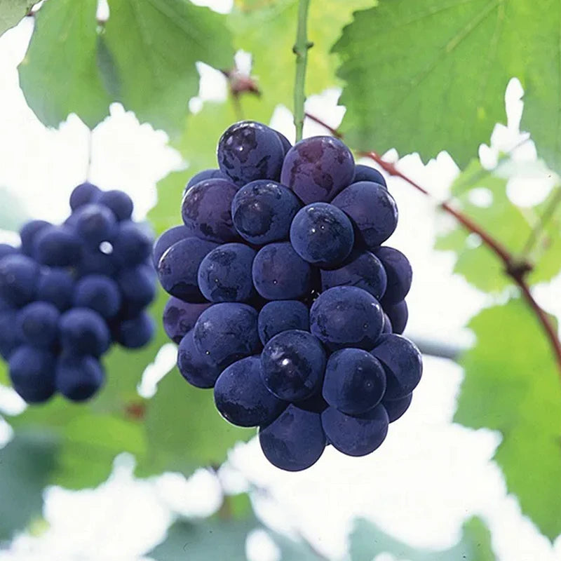 Syukaen Nagano Pione Grapes 500g±