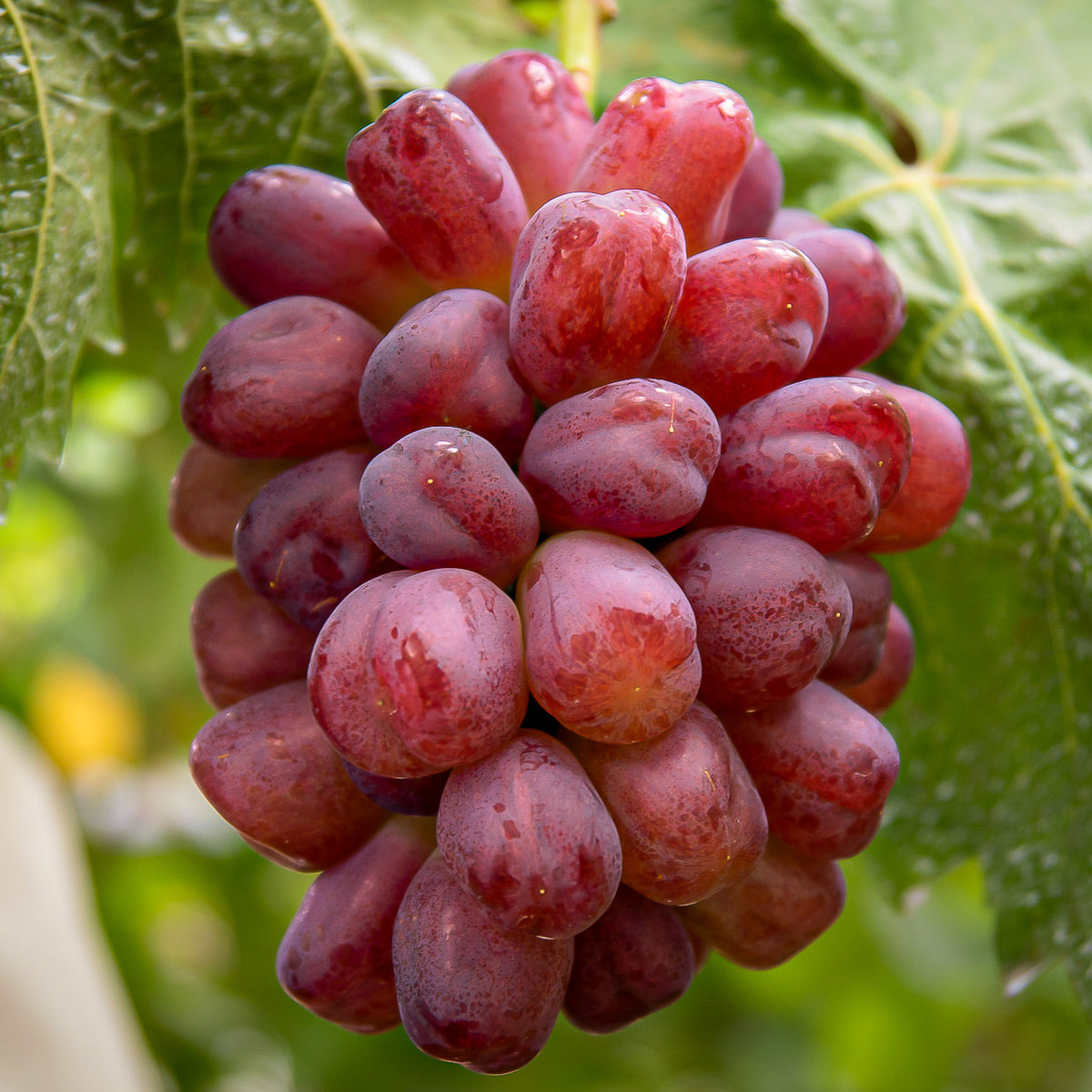 Syukaen Nagano Wink Grapes
