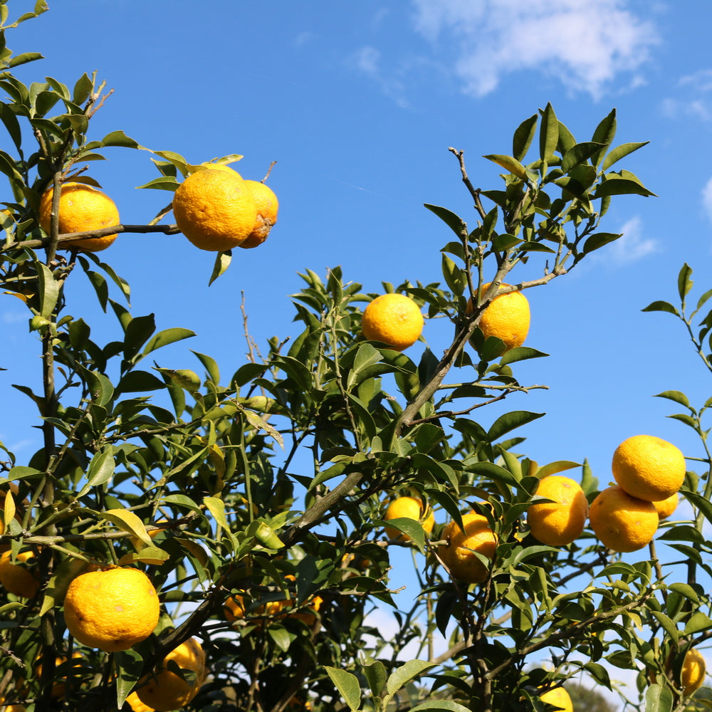 Japanese Citrus Yuzu 日本柚子