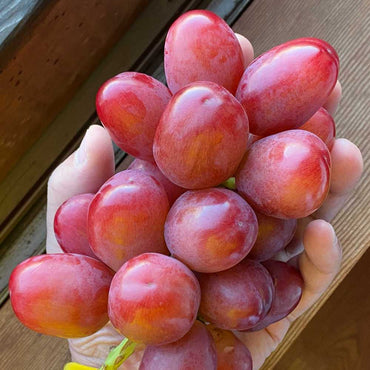 Syukaen Queen Rouge Grapes 秀果園妃紅提