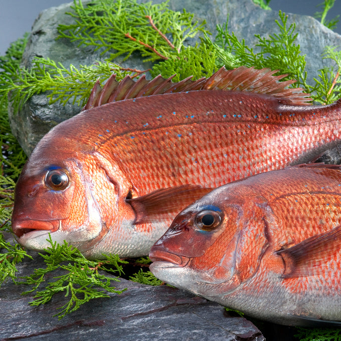 Sea Bream (Madai) 真鯛