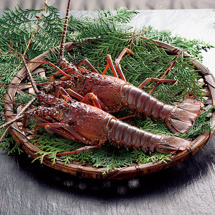 Japanese Spiny Lobster (Ise-ebi) 新鮮日本伊勢海老
