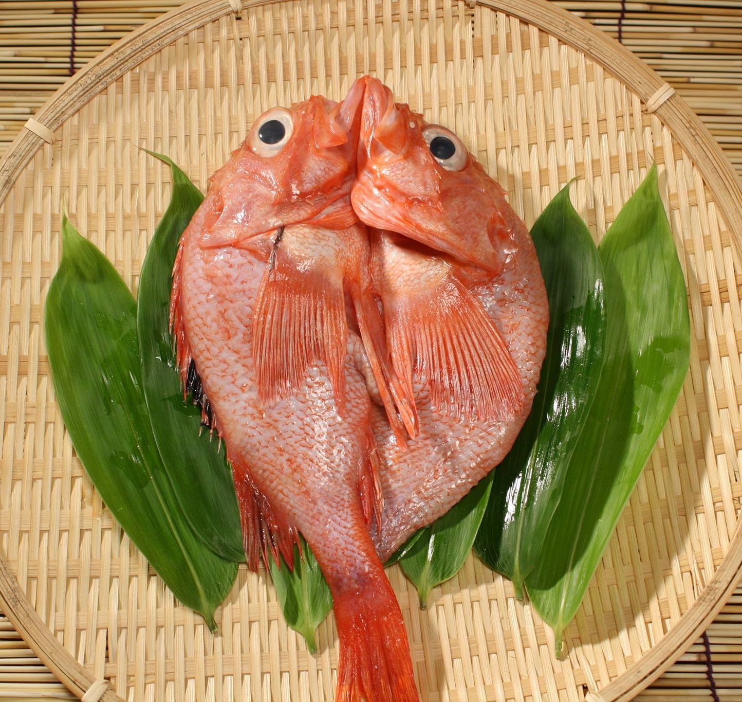 Dried Hokkaido Rausu Kinki 北海道羅臼喜知次一夜干