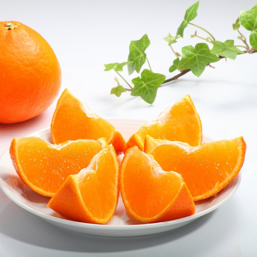 Red Madonna Mikan 愛媛果紅麥當娜