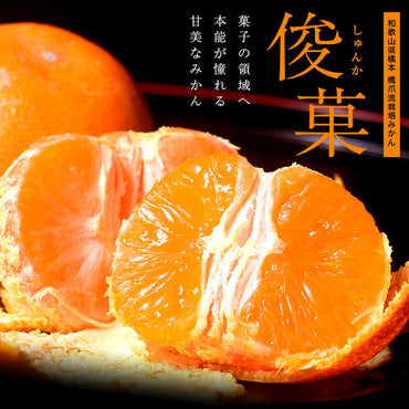 Wakayama Shunka Mikan 和歌山縣名產"俊菓"