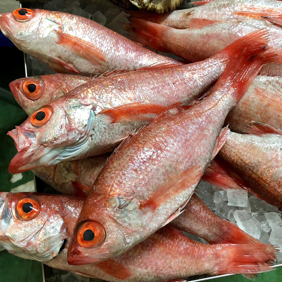 Blackthroat Seaperch (Nodoguro) 新鮮赤鯥 (黑喉)