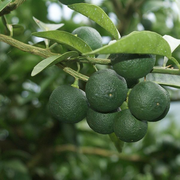 Japanese Lime Sudachi 德島名物酢橘