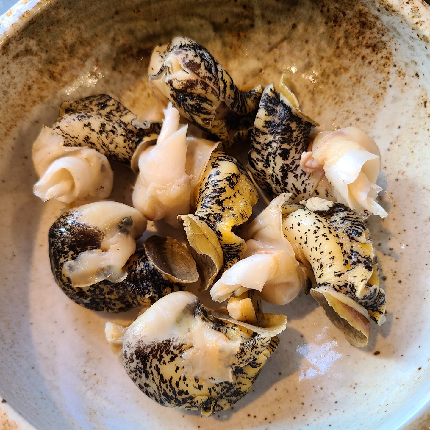 Hokkaido Lighthouse Whelk (Tsubugai) 北海道煮燈塔螺