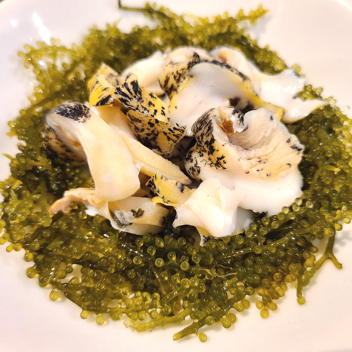 Hokkaido Lighthouse Whelk (Tsubugai) 北海道煮燈塔螺