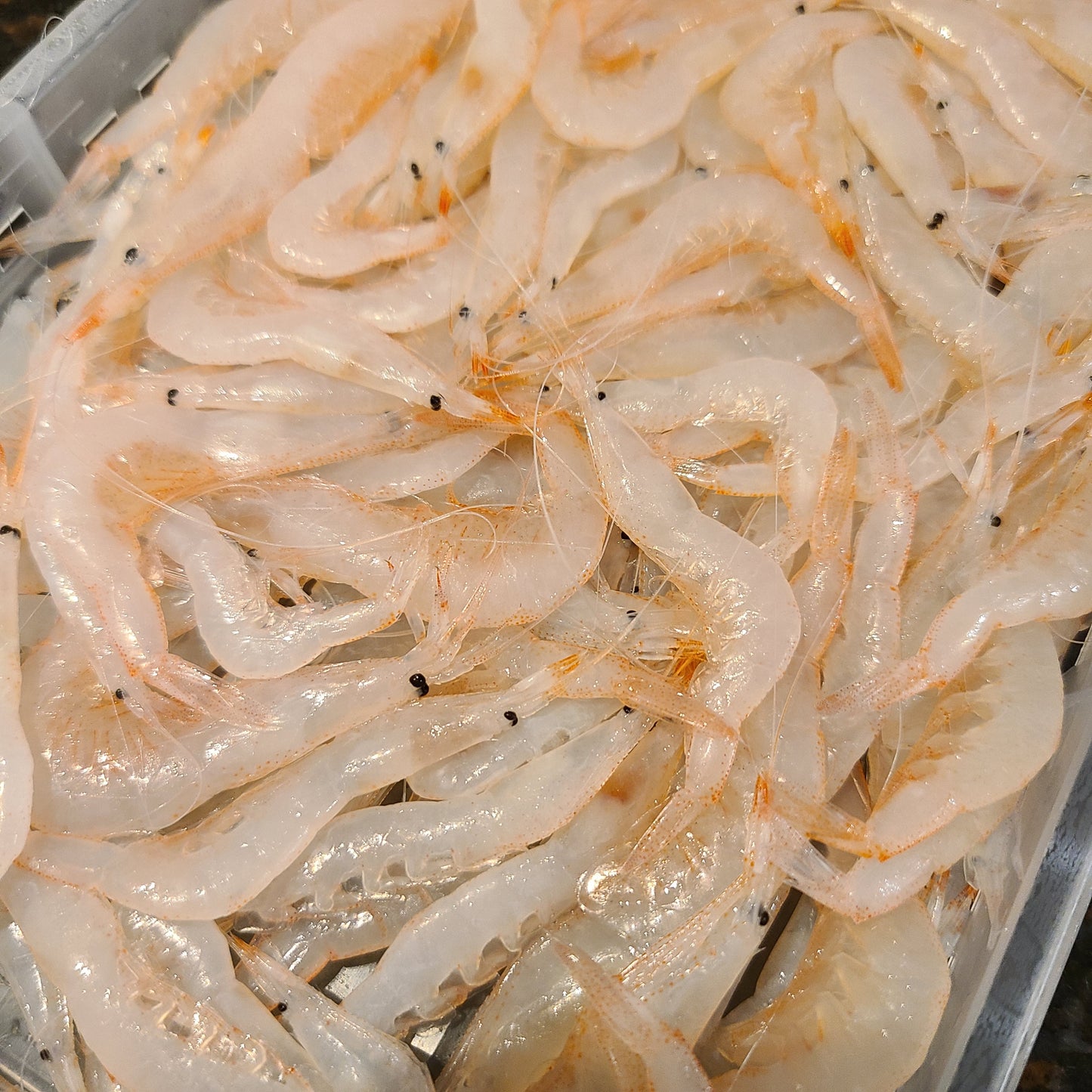 Toyama white shrimp (shiraebi) 富山灣新鮮白蝦