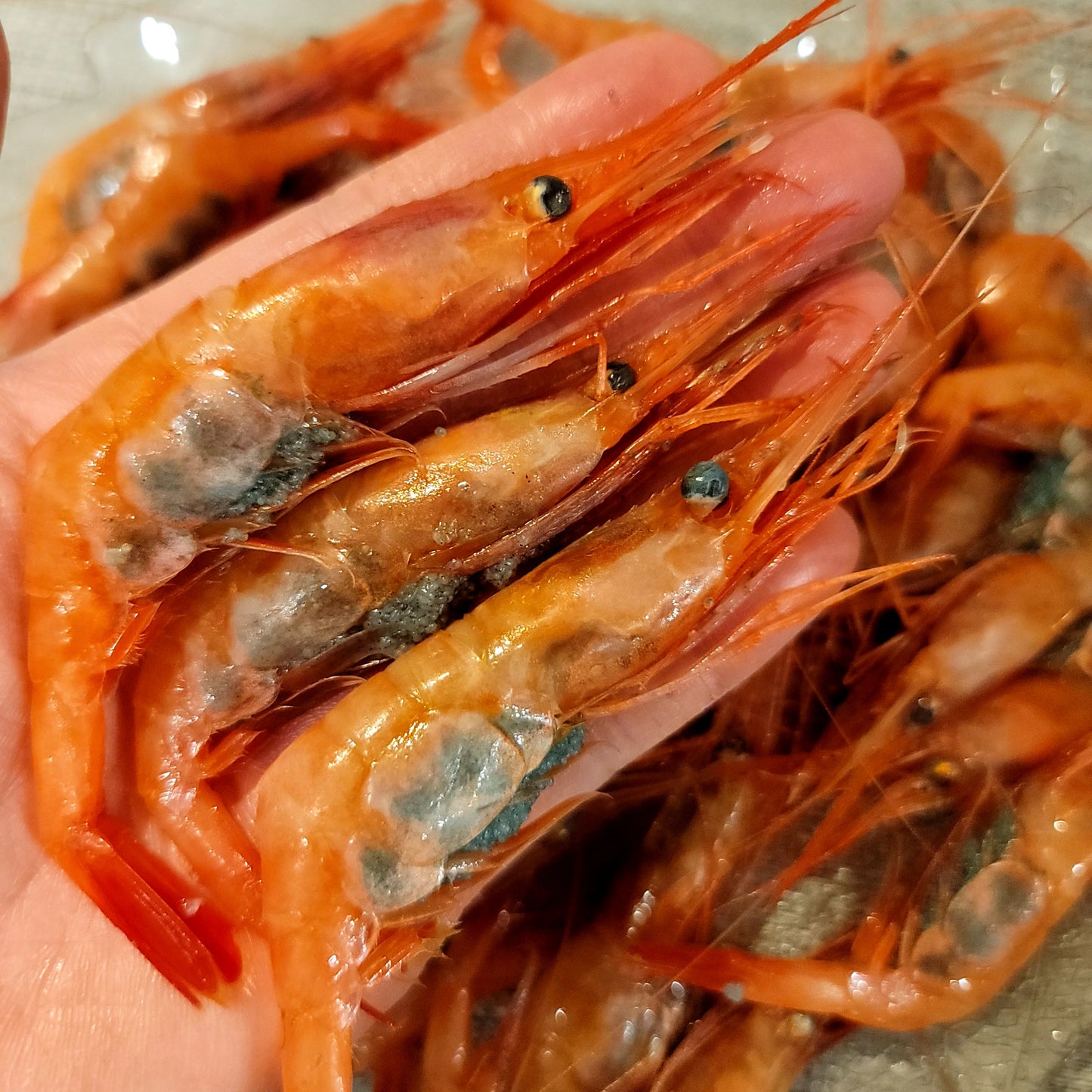 Fresh Pink Shrimp (Amaebi) 日本新鮮甜蝦