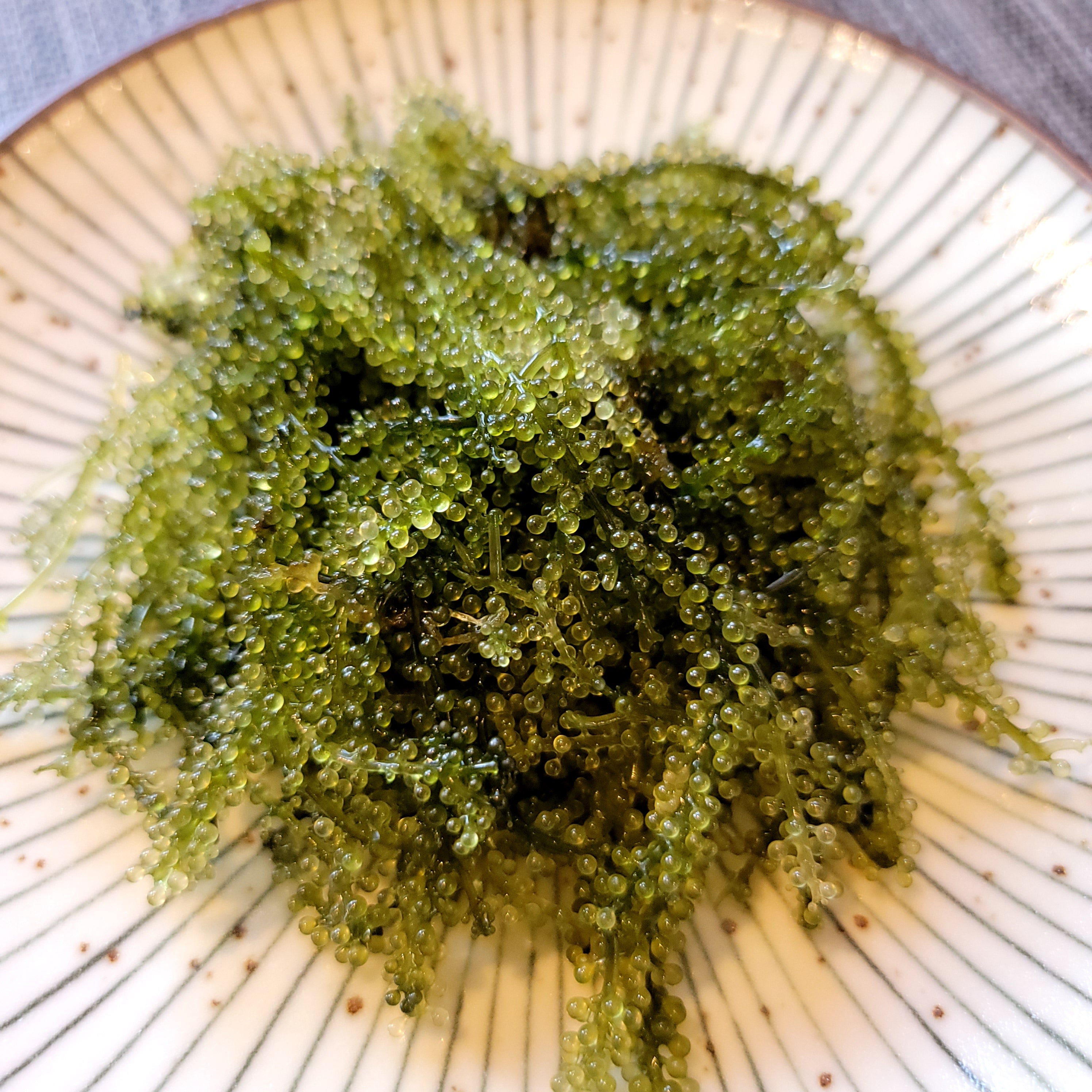 Okinawa Fresh Sea Grapes 新鮮沖繩海葡萄 – Fukuya Japanese Food