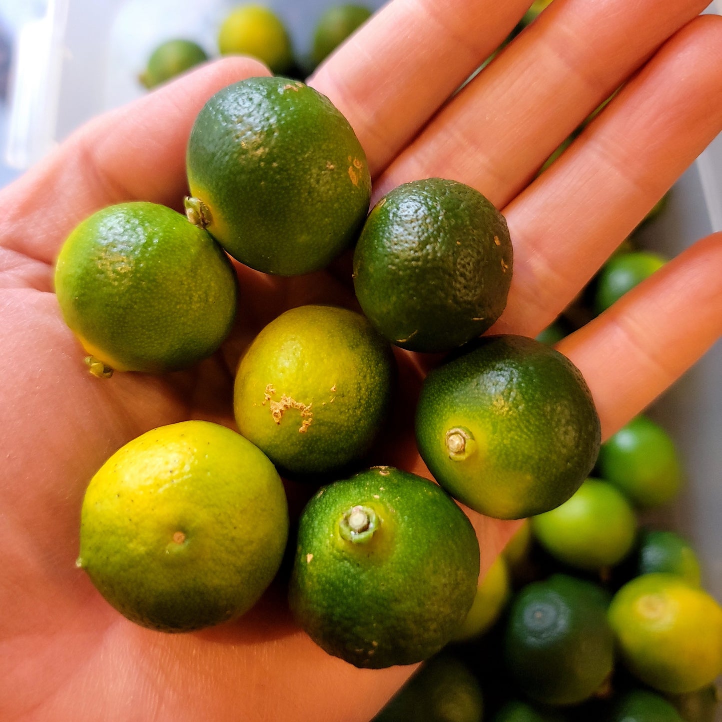 Okinawa Shikuwasa Limes 沖縄特產香檬