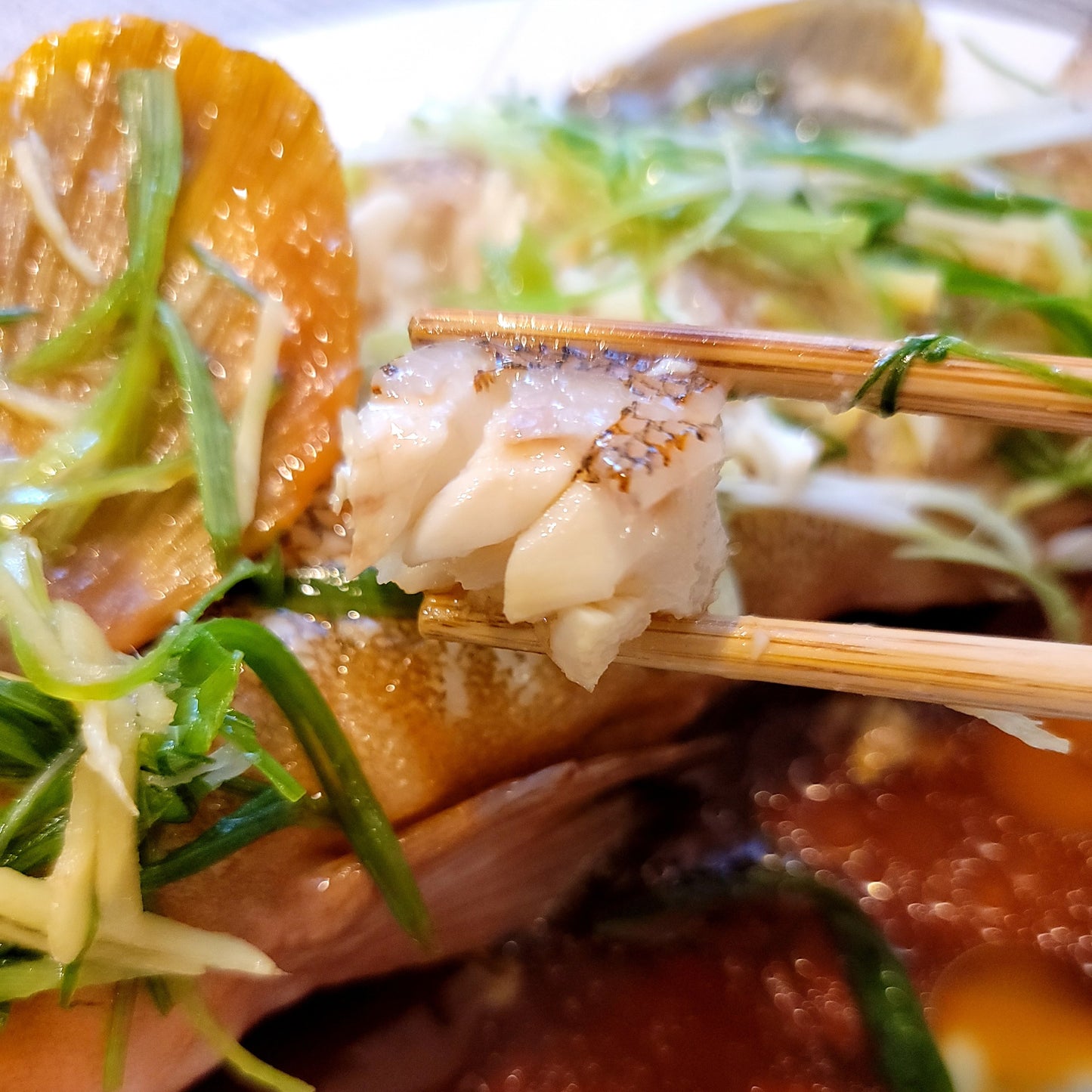 Red Spotted Grouper (kijihata) 雉子羽太
