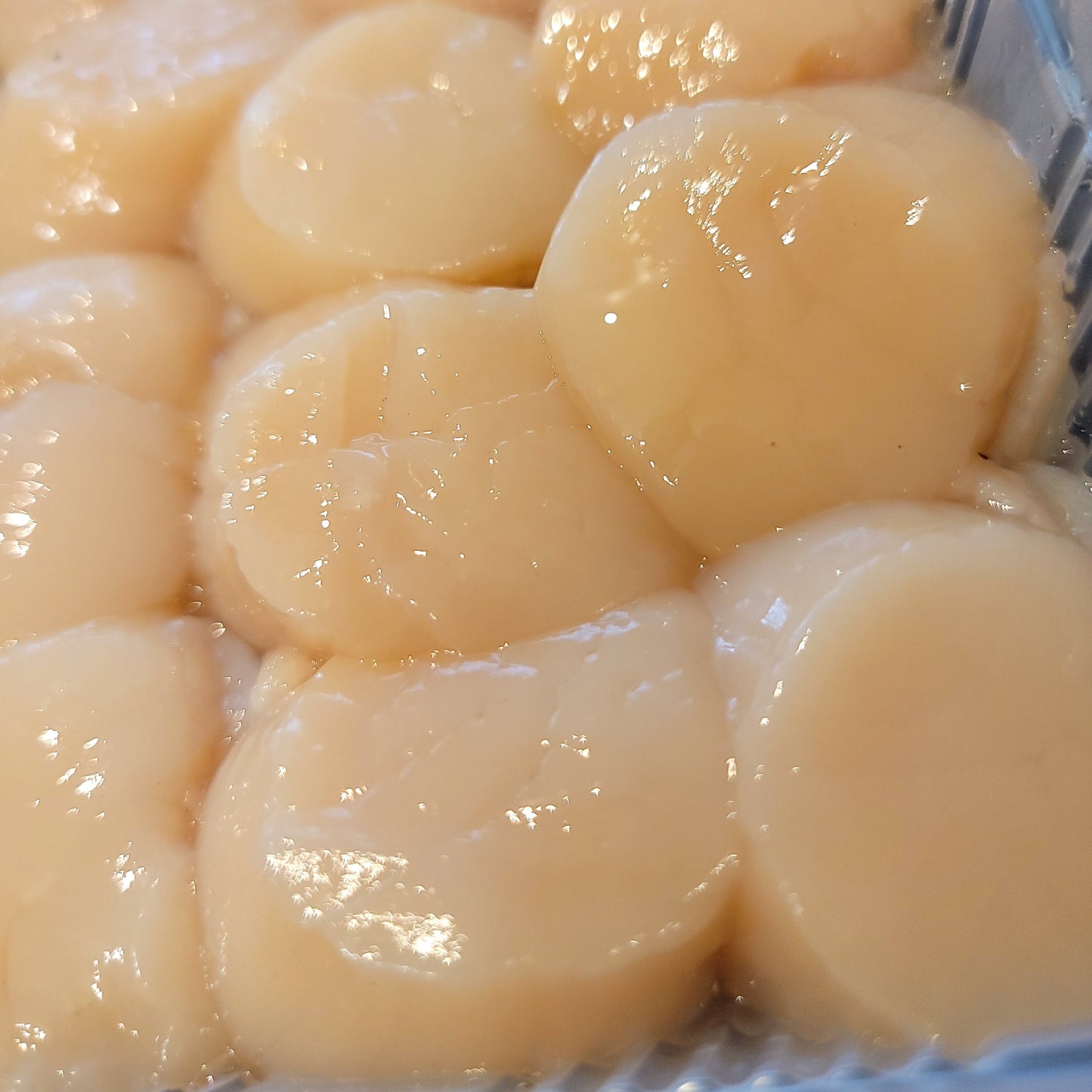 Fresh Hokkaido Scallops 北海道新鮮元貝