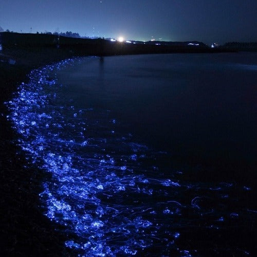 Boiled Firefly Squid (Hotaru ika) 水煮螢火蟲魷魚