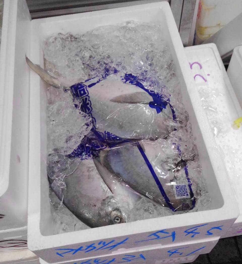 Silver Pomfret (Managatsuo) 日本䱽魚/鯧魚