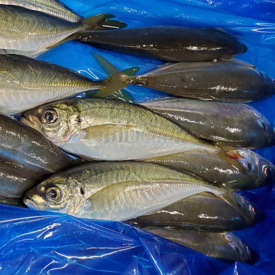 Horse Mackerel (Aji) 池魚 (竹筴魚)