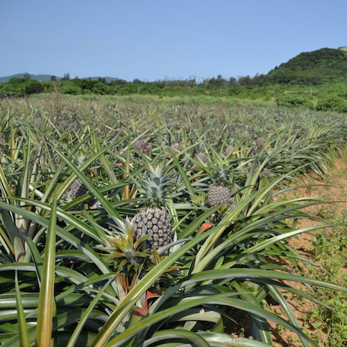 Okinawa Snack Pineapple 沖繩手撕菠蘿