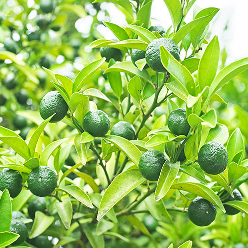 Okinawa Shikuwasa Limes 沖縄特產香檬