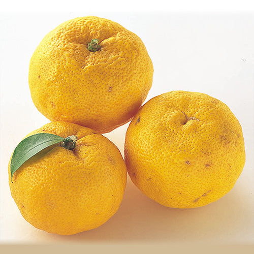 Kito Yuzu Citrus 德島木頭柚子 (Pre-Order Available Dec 9th)