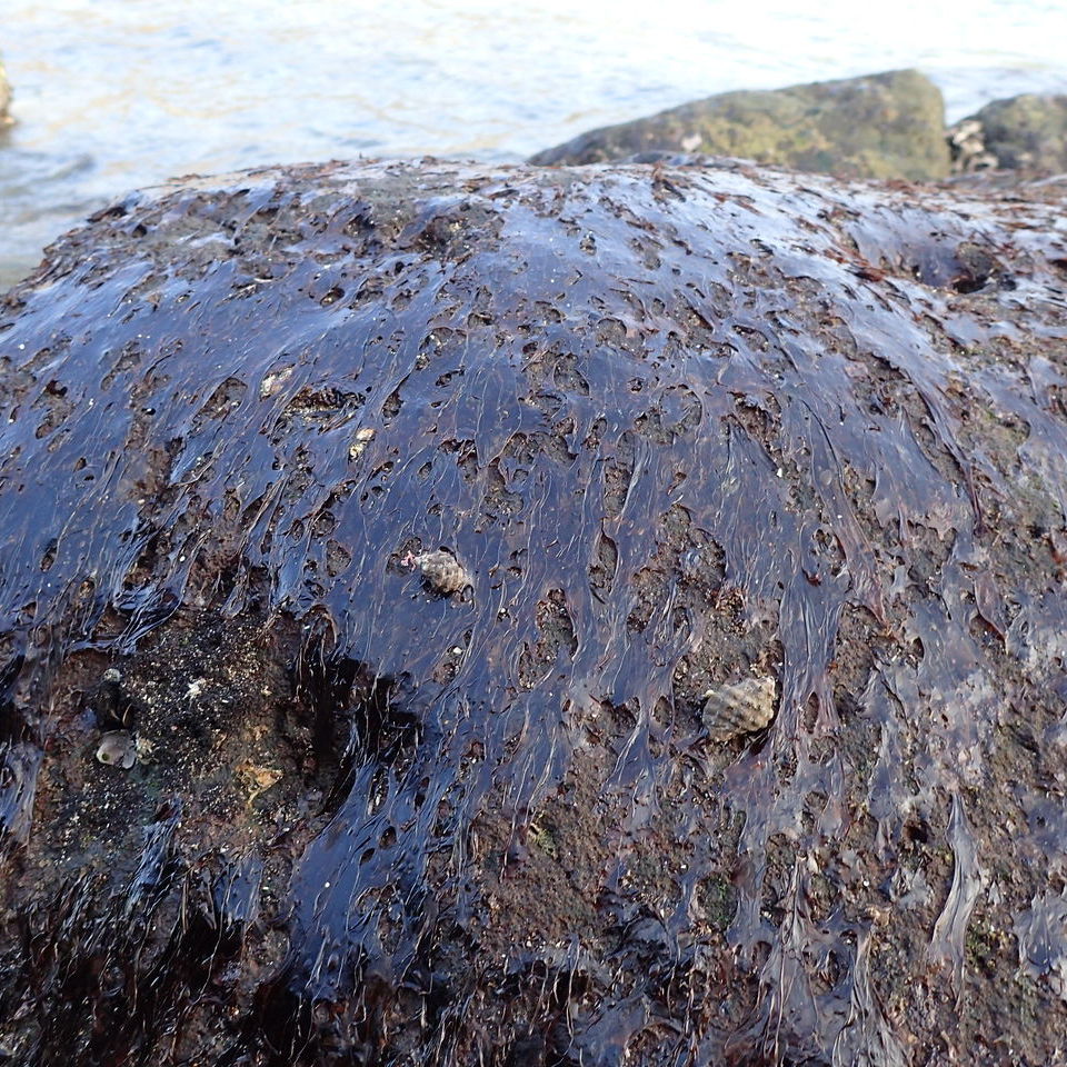 Uppuruicho Wild Dried Nori Seaweed 十六島天然日乾紫菜