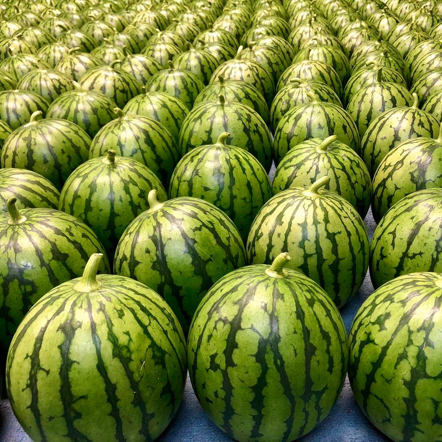 Yabuzuka Kodama Watermelon 群馬藪塚小玉西瓜