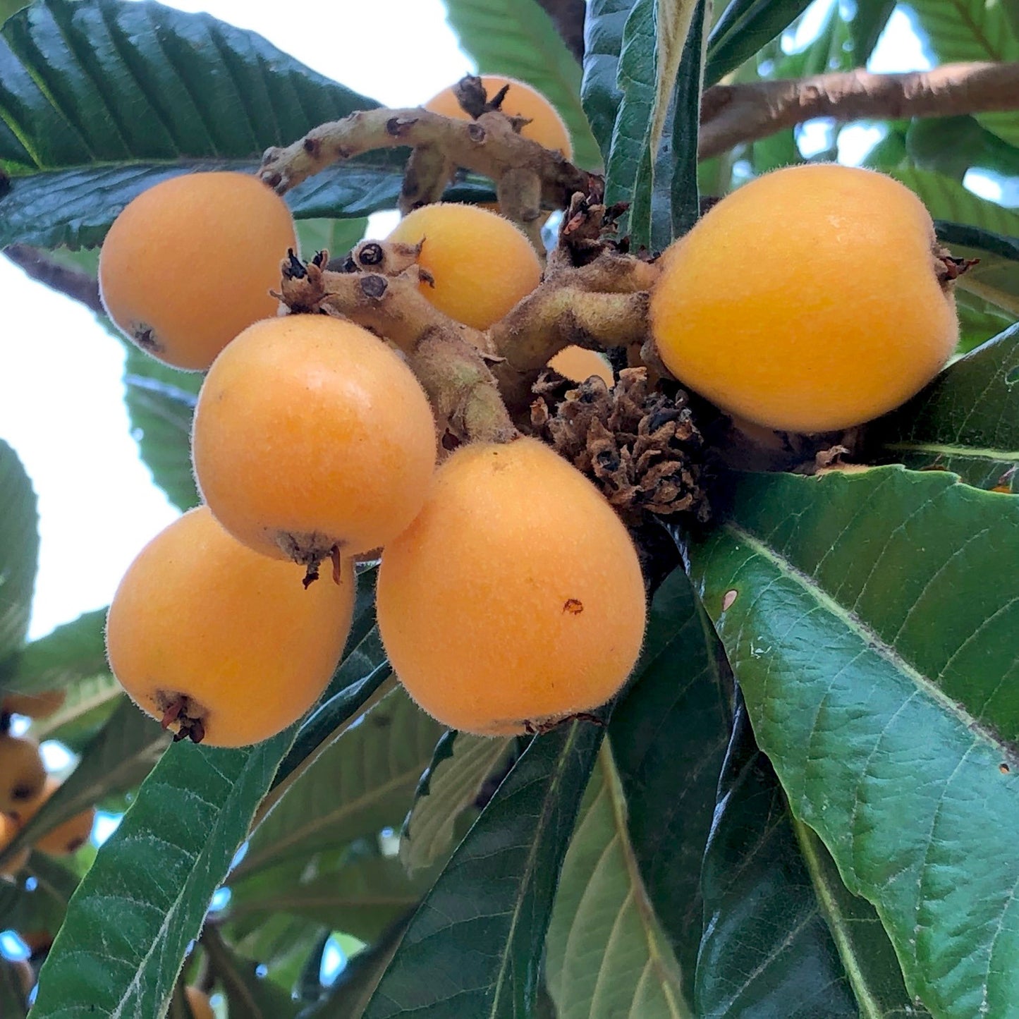 Japan Loquat (biwa) 日本枇杷