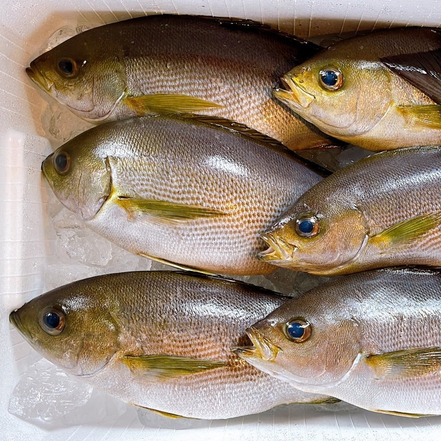 Chicken Grunt (Isaki) 黃雞魚(伊佐木)