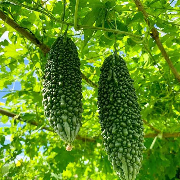 Bitter Melon (goya) 日本苦瓜