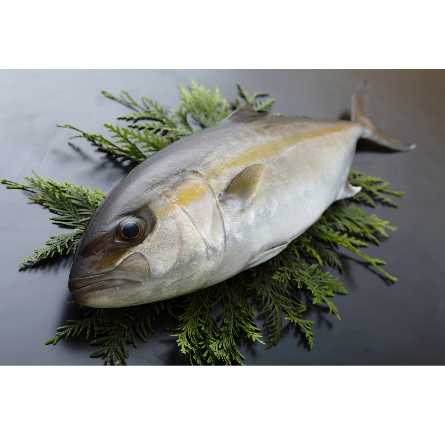 Amberjack Loin (Kanpachi) 新鮮間八刺身