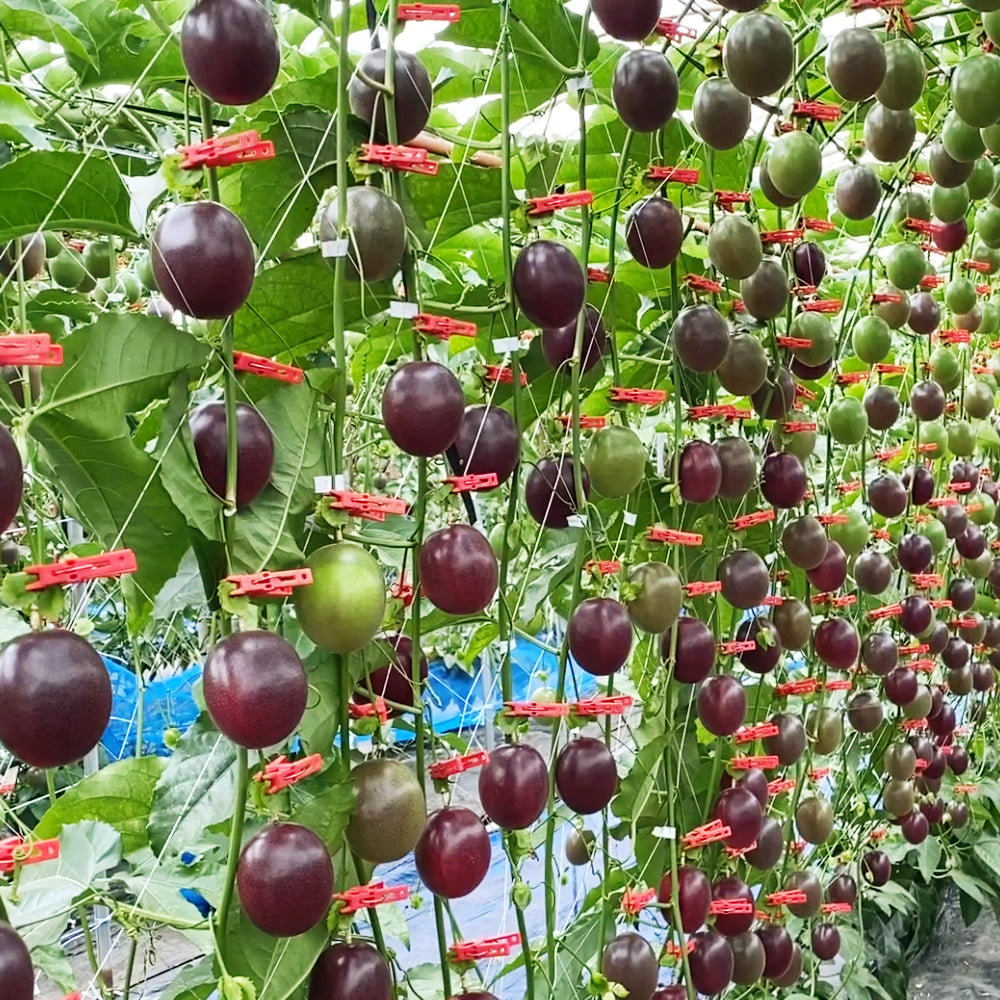 Okinawa Passion fruit 沖繩百香果