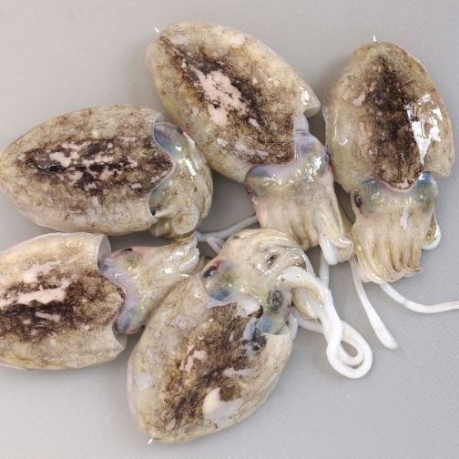 Japanese Spineless Cuttlefish (Sumi ika) 新鮮墨烏賊