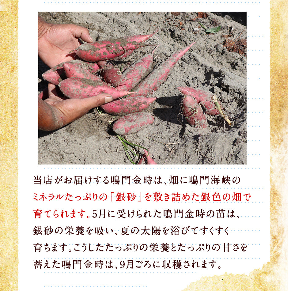 Naruto Kintoki Sweet Potato 鳴門金時蕃薯