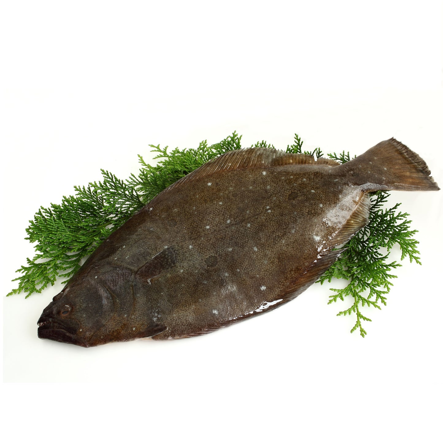 Olive Flounder Loin (Hirame) 新鮮平目魚刺身