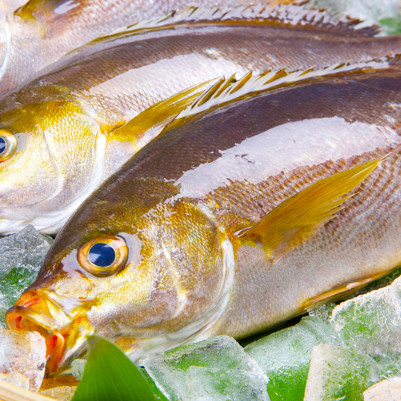 Chicken Grunt (Isaki) 黃雞魚(伊佐木)
