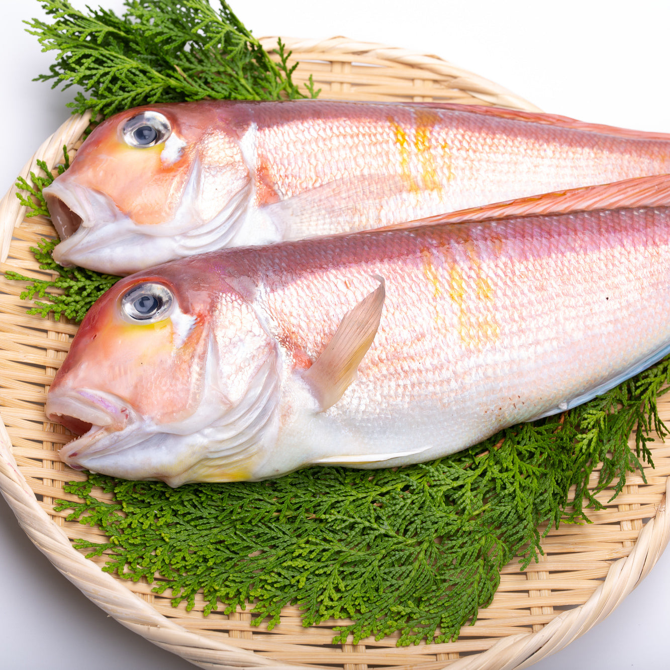 Tilefish (Amadai) 甘鯛(馬頭魚) – Fukuya Foods